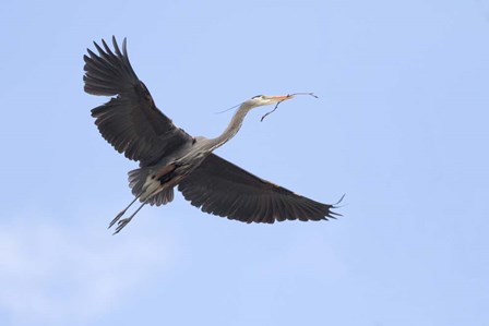 Washington State, Redmond, Great Blue Heron by Jamie &amp; Judy Wild / Danita Delimont art print