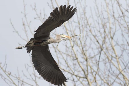 Great Blue Heron, flying back to nest with a stick by Jamie &amp; Judy Wild / Danita Delimont art print