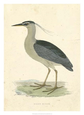 Vintage Night Heron by Tom Morris art print