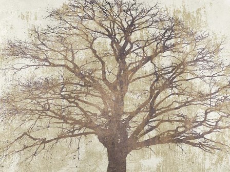 Sacred Oak by Alessio Aprile art print
