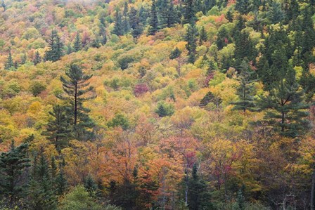 New Hampshire, White Mountains, Crawford Notch, fall foliage by Mount Washington by Walter Bibikow / Danita Delimont art print