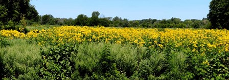 Abshire Prairie, Indiana by Panoramic Images art print