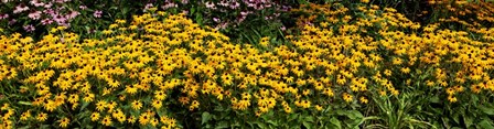 Black-eyed-Susan (Rudbeckia Hirta) in Bloom, Michigan by Panoramic Images art print