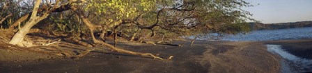 Trees on the Beach, Liberia, Costa Rica by Panoramic Images art print