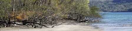View of Trees on the Beach, Liberia, Guanacaste, Costa Rica by Panoramic Images art print