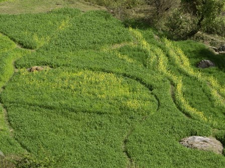 Mustard Growing in a Field, Jawahar Nagar, India by Panoramic Images art print