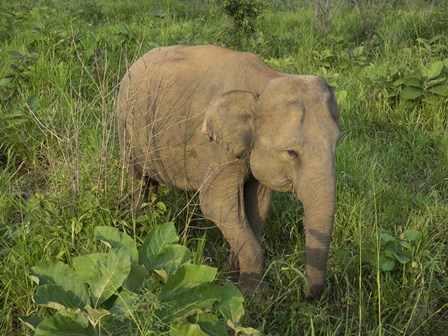 Elephant at Hurulu Eco Park, Sri Lanka by Panoramic Images art print