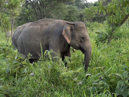 Elephants in Sri Lanka by Panoramic Images art print