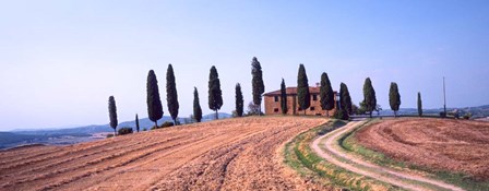 Trees on a Hill, Tuscany, Italy by Panoramic Images art print