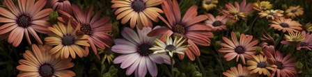Multi-Colored Daisy Flowers by Panoramic Images art print