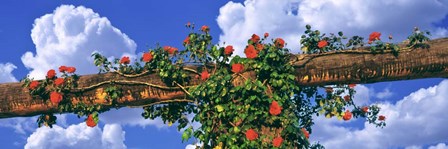 Arbor and Spreading Rose, California by Panoramic Images art print