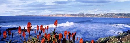 Red Hot Poker, San Diego, California by Panoramic Images art print