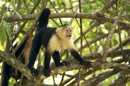 White-faced Capuchin Monkey, Costa Rica by Panoramic Images art print