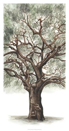Oak Tree Composition II by Naomi McCavitt art print