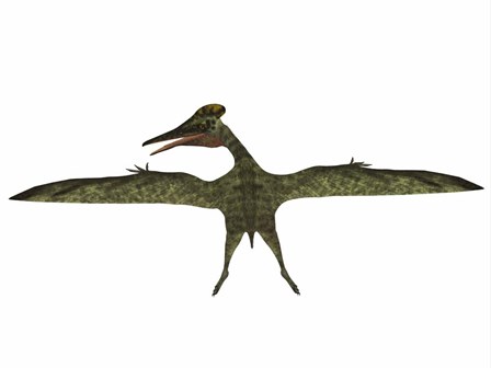 Flying Pterodactylus by Corey Ford/Stocktrek Images art print