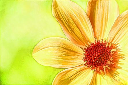 Daisy Glow by Ramona Murdock art print