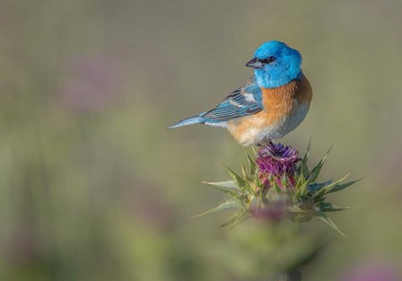 Blowin&#39; In The Wind by Greg Barsh art print