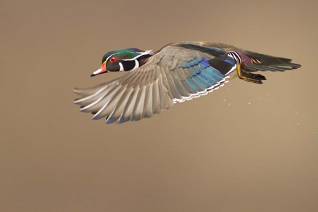 Wood Duck by Mircea Costina art print