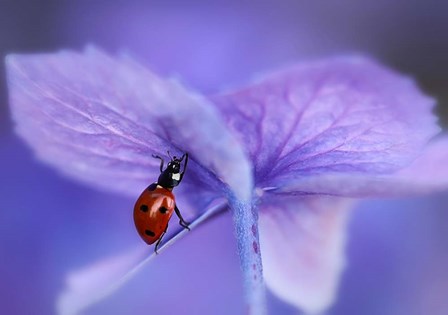 Ladybird On Purple Hydrangea by Ellen van Deelen art print