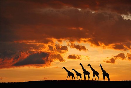 Five Giraffes by Muriel Vekemans art print