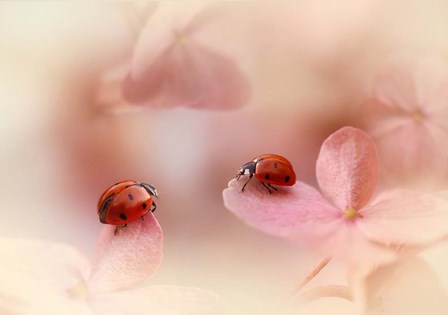 Ladybirds On Pink Hydrangea by Ellen van Deelen art print