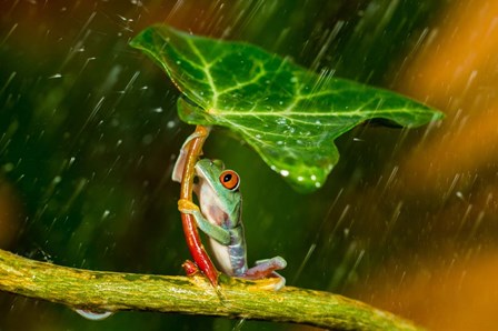 Ohh Noo It&#39;s Raining by Kutub Uddin art print