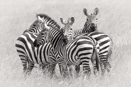 Zebras by Kirill Trubitsyn art print