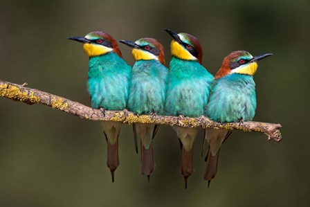 Bee-Eater Resting by Xavier Ortega art print