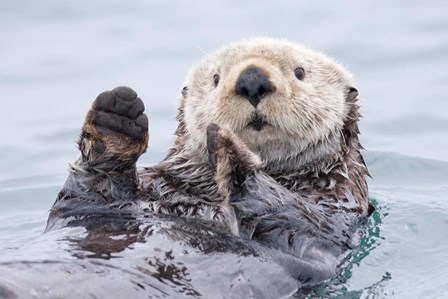 Yesterday I Caught A Fish This Big! - Otter, Alaska by Roman Golubenko art print