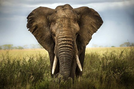 Encounters In Serengeti by Alberto Ghizzi Panizza art print