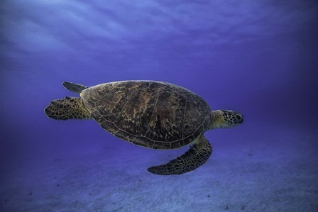 Green Turtle In The Blue by Barathieu Gabriel art print