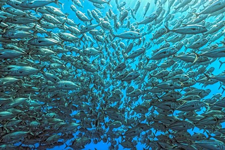 Splitted School Of Jackfish by Henry Jager art print