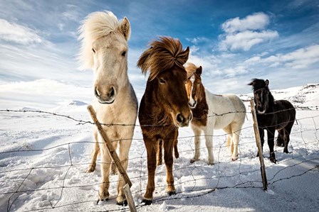 Icelandic Hair Style by Mike Leske art print