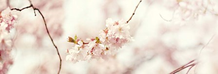 Cherry Blossom by Sarah Gardner art print