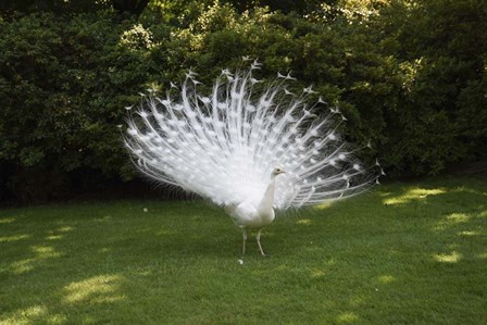 Peacock by Christopher Bliss art print