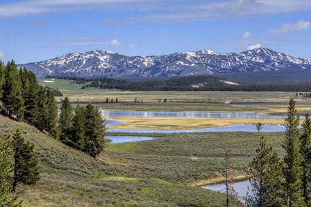 Hayden Valley (YNP) by Galloimages Online art print