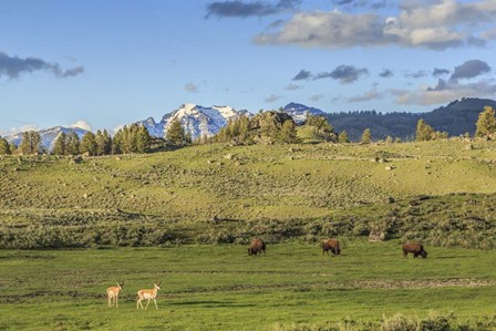 Lamar Valley - Pronghorn And Bison by Galloimages Online art print