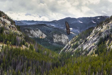 Mountains With Eagle by Galloimages Online art print