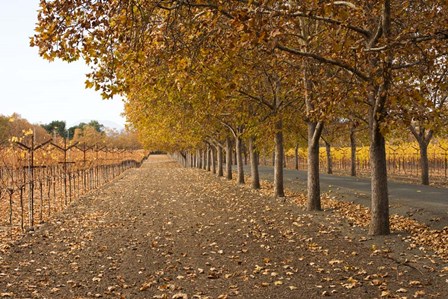 Autumn Rows by Lance Kuehne art print