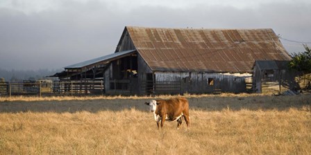 Cow Portrait by Lance Kuehne art print