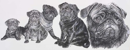 Growing Up Pug by Barbara Keith art print