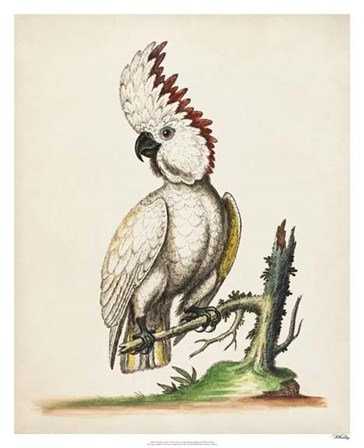 Edwards&#39; Cockatoo by George Edwards art print