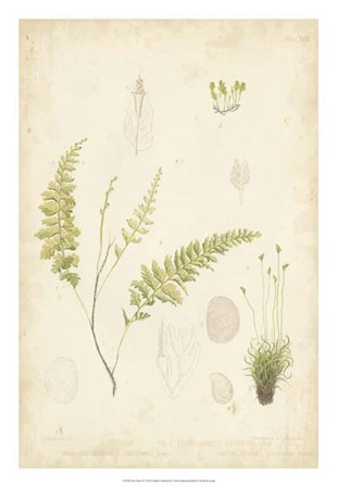 Fern Study IV by Vision Studio art print