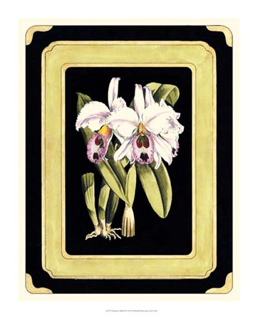 Orchids on Black II by J.N. Fitch art print