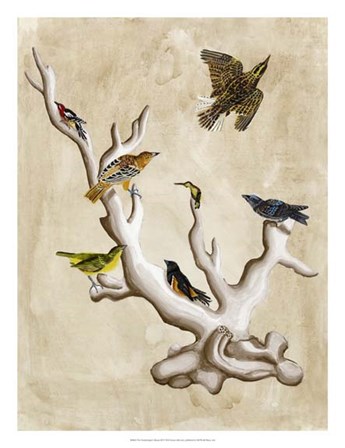 The Ornithologist&#39;s Dream III by Naomi McCavitt art print