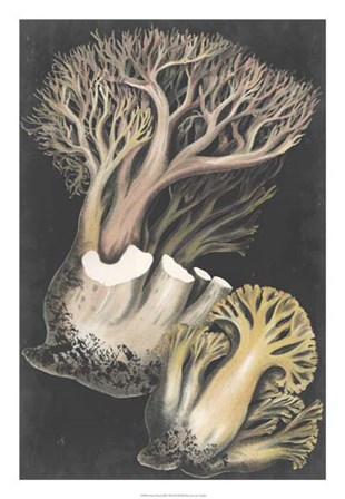 Genus Clavaria III by F. Leuba art print