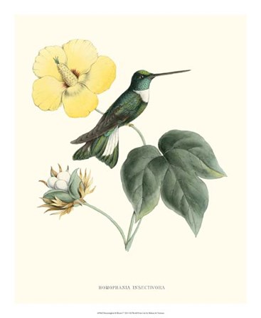 Hummingbird &amp; Bloom I by Mulsant &amp; Verreaux art print