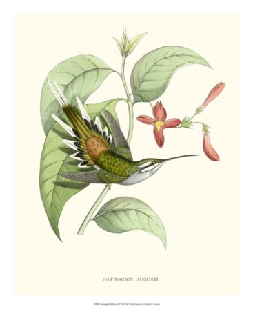 Hummingbird &amp; Bloom III by Mulsant &amp; Verreaux art print