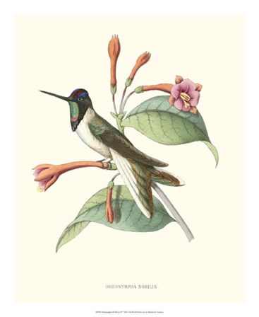 Hummingbird &amp; Bloom IV by Mulsant &amp; Verreaux art print