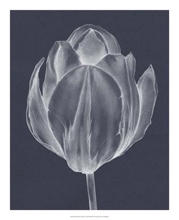 Monochrome Tulip I by Jennifer Goldberger art print